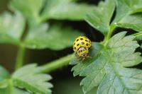 Psyllobora vigintiduopunctata