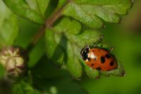 Hippodamia variegata