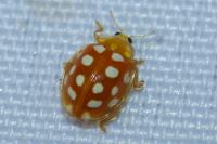 Halyzia sedecimguttata