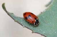 Hippodamia variegata