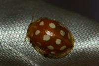 Halyzia sedecimguttata