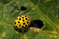 Psyllobora vigintiduopunctata
