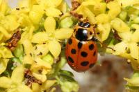 Hippodamia tredecimpunctata