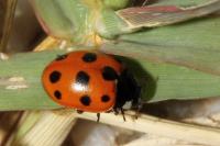 Coccinella undecimpunctata