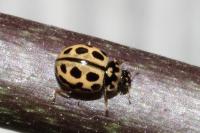 Tytthaspis sedecimpunctata