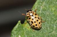 Anisosticta novemdecimpunctata