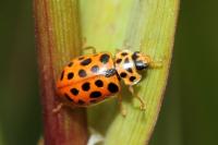 Anisosticta novemdecimpunctata
