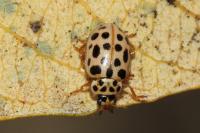 Anisosticta novemdecimpunctata