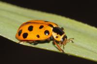 Hippodamia tredecimpunctata
