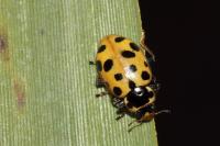 Hippodamia tredecimpunctata