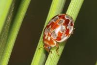 Myrrha octodecimguttata