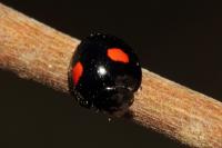 Chilocorus renipustulatus