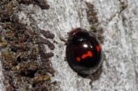 Chilocorus bipustulatus