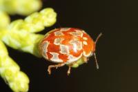 Myrrha octodecimguttata
