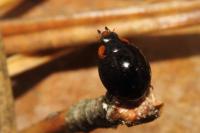 Parexochomus nigromaculatus