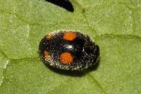Platynaspis luteorubra