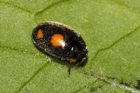 Platynaspis luteorubra