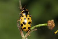 Hippodamia tredecimpunctata