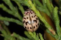 Oenopia doublieri