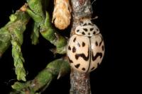 Oenopia doublieri