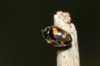 Nephus quadrimaculatus