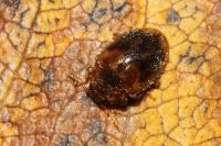 Rhyzobius chrysomeloides