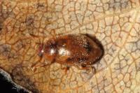 Rhyzobius chrysomeloides
