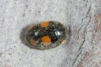 Platynaspis luteorubra