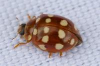 Calvia quatuordecimguttata