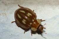 Myzia oblongoguttata