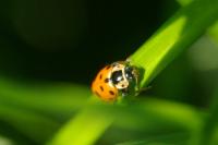 Hippodamia tredecimpunctata