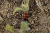 Coccinella undecimpunctata