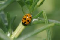 Coccinella undecimpunctata