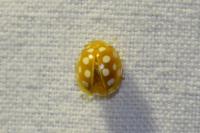 Halyzia sedecimguttata