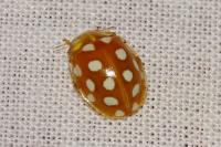 Halyzia sedecimguttata