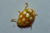 Calvia decemguttata