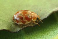 Myrrha octodecimguttata