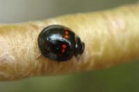 Chilocorus bipustulatus
