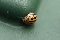 Tytthaspis sedecimpunctata