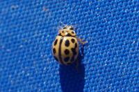 Tytthaspis sedecimpunctata