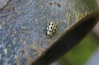 Tytthaspis sedecimpunctata