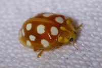 Halyzia sedecimguttata