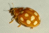 Calvia quindecimguttata