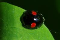 Chilocorus renipustulatus