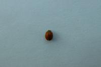 Adalia decempunctata