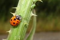 Coccinella undecimpunctata