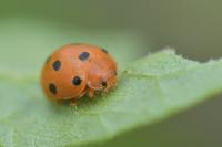 Henosepilachna argus
