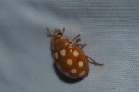 Calvia quindecimguttata