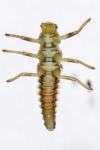 Myrrha octodecimguttata