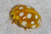 Halyzia sedecimguttata